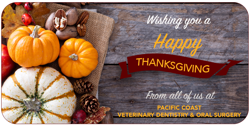 Happy Thanksgiving | Pacific Coast Vet Dentistry